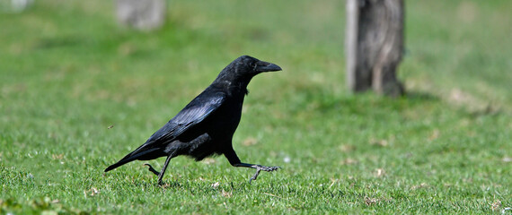 running Carrion Crow // rennende Aaskrähe, Rabenkrähe (Corvus corone)