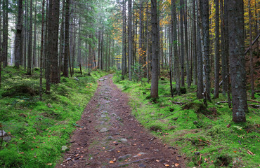 Fototapeta na wymiar pathway in forest