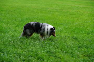 border collie dog,