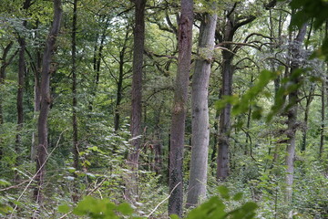 Naklejka premium trees in the forest
