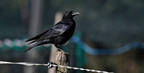 Carrion Crow // Aaskrähe, Rabenkrähe (Corvus corone) © bennytrapp