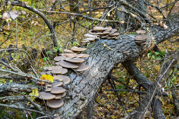 Oyster mushrooms grow on an old fallen tree, autumn in the forest