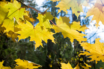 
Yellowed maple leaves. Autumn, September