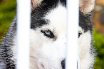 beautiful husky dog behind a fence with lovely blue eyes and white fur looking directly at me while I took his photo