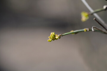Vetch-like coronilla