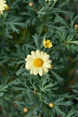 Yellow Marguerite daisy