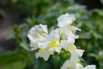 Snapdragon flowers