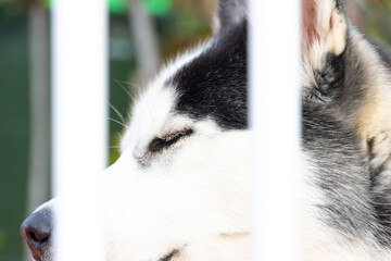 beautiful husky dog behind a fence with lovely blue eyes and white fur looking directly at me while I took his photo