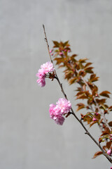 Japanese flowering cherry Kanzan