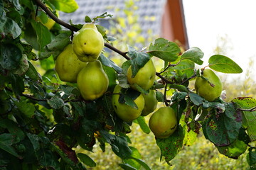 quitte,tree, fruit, apple, apples, food, branch, garden, nature, leaf, summer, agriculture, orchard, ripe, healthy, plant, organic, fresh, fruits, leaves, c