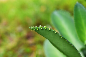 aloe vera plant