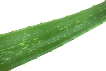 aloe vera leaf