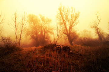 Spooky dark winter landscape showing old forest in mist
