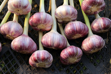 Freshly picked garlic heads on the ground close-up