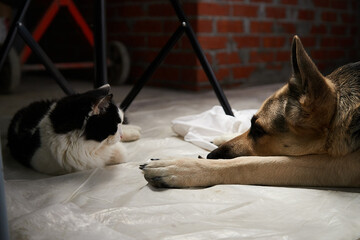 Big dog shepherd and black cat in the room. Friends pets in house