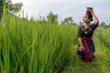 Naklejka na ściany i meble Girl in green rice fields dressed in traditional costume hands hold clay pot.