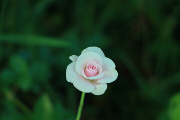 A beautiful deep pink rose growing in a garden.