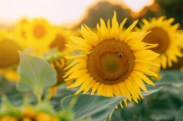 A lot of blooming sunflowers in the rays of the sun in the field.
