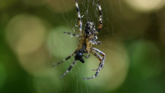 Araign&eacute;e &eacute;peire qui mange une mouche sur sa toile