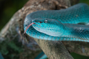 Close up shot of female blue white lipped Island pit viper snake Trimeresurus insularis on a branch 