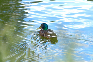 duck in the water