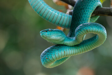 Close up shot of female blue white lipped Island pit viper snake Trimeresurus insularis hanging on...