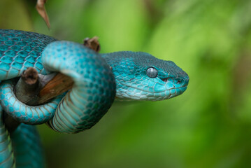Close up shot of female blue white lipped Island pit viper snake Trimeresurus insularis on a branch 