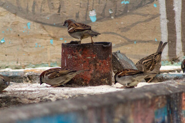 sparrows eating on the sidewalk in the city