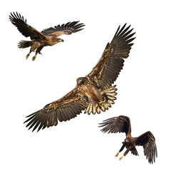 Birds of prey White tailed eagle isolated on white background mix three flying birds 
