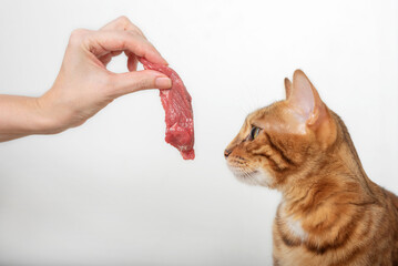 A woman's hand gives a piece of raw meat to a domestic cat.