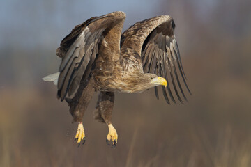 flying Majestic predator adult White-tailed eagle, Haliaeetus albicilla in Poland wild nature