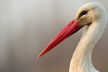 Close up head Bird White Stork Ciconia ciconia hunting time early spring in Poland europe