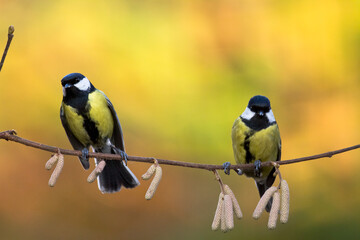 Two Colorful great tit ( Parus major ) perched on a tree trunk, photographed in horizontal, amazing background