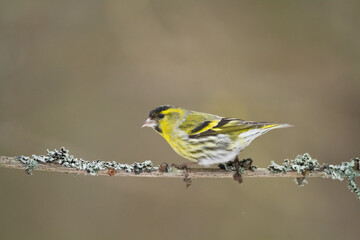 Fototapeta premium Bird Siskin Carduelis spinus male, small yellow bird, winter time in Poland Europe