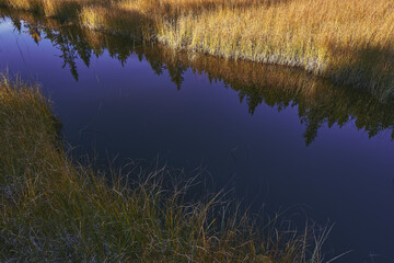 A brook passing through a marshland between the Svartdalstjerna Lakes of the Totenåsen Hills, Norway.