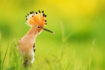 Bird Hoopoe Upupa epops, summer time in Poland Europe © Marcin Perkowski