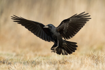 Bird Rook corvus frugilegus landing, black bird in winter time, Poland Europe