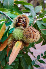 Ripe chestnuts inside the thorny shell ready to harvest in autumn. Castanea sativa forest in Spain. Seasonal vegan ingredients.