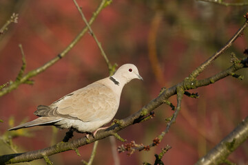 Bird Pigeon Eurasian collared dove Streptopelia decaocto bird sitting on the branch, Poland Europe
