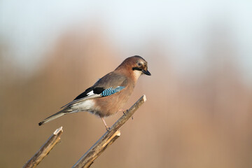 Bird Eurasian Jay Garrulus glandarius sitting on the branch Poland, Europe