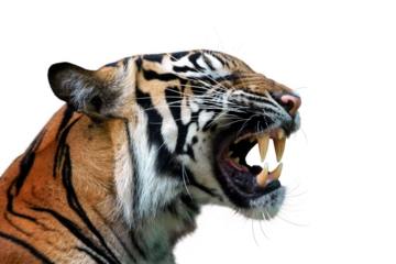 Closeup head sumateran tiger