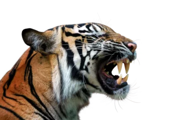 Rolgordijnen Close-up hoofd Sumateraanse tijger © kuritafsheen