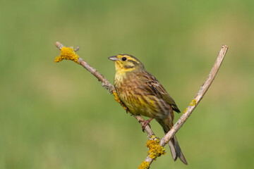 Bird - male Yellowhammer Emberiza citrinella sitting and singing, spring time, green background Poland, Europe