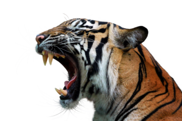 Closeup head sumateran tiger