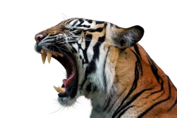 Poster Im Rahmen Nahaufnahme Kopf Sumatra-Tiger © kuritafsheen