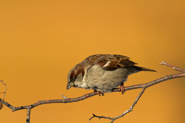 Bird - House sparrow Passer domesticus sitting on the branch nex to the feeder, winter time, orange background