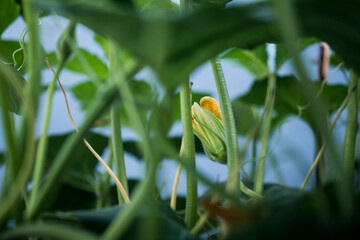 Yellow flowers pumpkins in the garden. Selective focus.