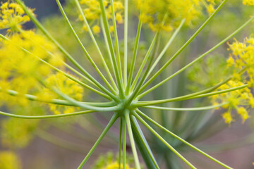Detail of umbel or inflorescence of umbelliferous plant with rays from which yellow flowers emerge - obrazy, fototapety, plakaty