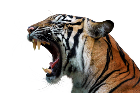 Closeup head sumateran tiger