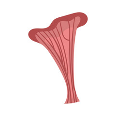 Vector clipart with mushrooms. Illustration of cozy mushrooms.